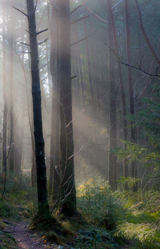 Jeg har sett lyset | Veggbilder | Fotokunst til salgs | Kunstfoto | Kunst | Foto | Bilde