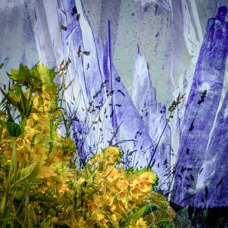 Gule blomster, blå himmel | Veggbilder | Fotokunst til salgs | Kunstfoto | Kunst | Foto | Bilde