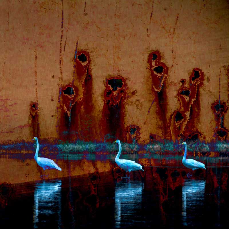 Veggbilder | Svanejakt | Fotokunst kunstfoto foto kunst bilder til salgs